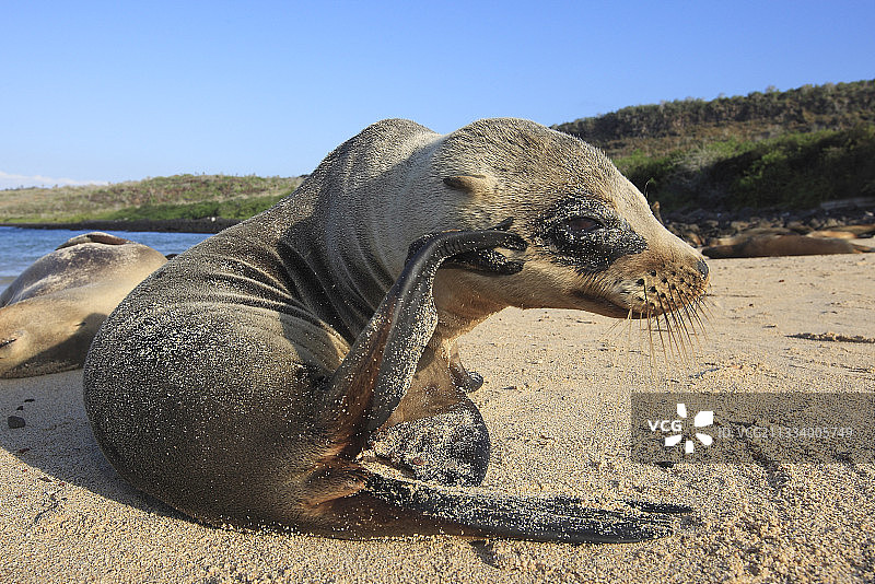 海滩上的加拉帕戈斯海狮幼崽图片素材