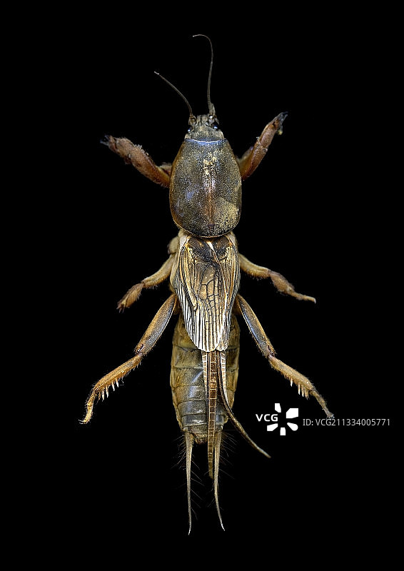 黑色背景上的蝼蛄背面特写图片素材