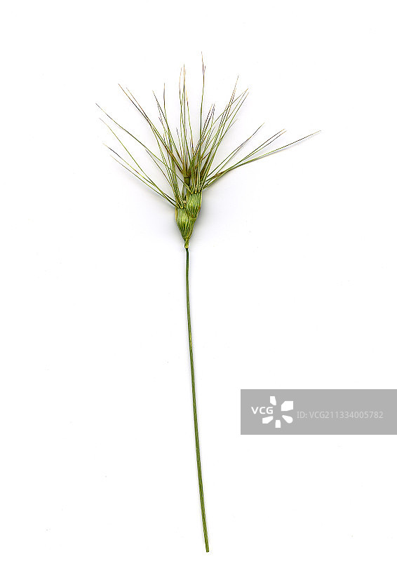 白色背景上的麦穗草图片素材