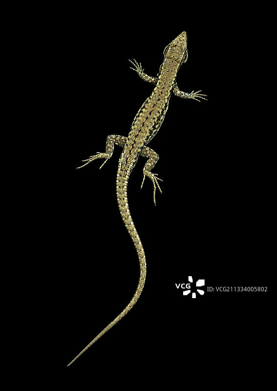 黑色背景上的墙蜥蜴图片素材
