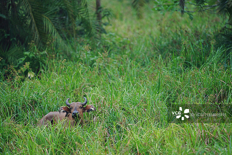 喀麦隆洛贝克国家公园林间空地的森林图片素材