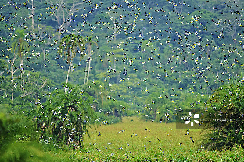 洛贝克国家公园非洲绿鸠飞行图片素材
