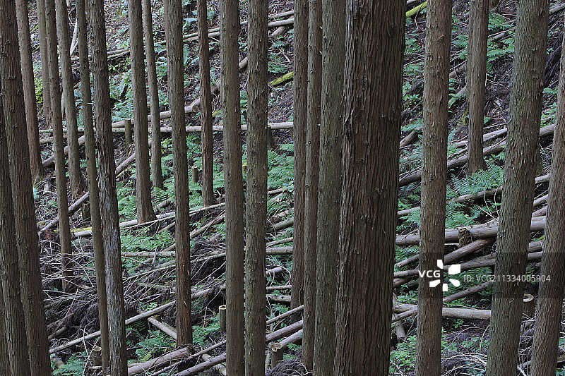 日本大峰山神圣树林图片素材