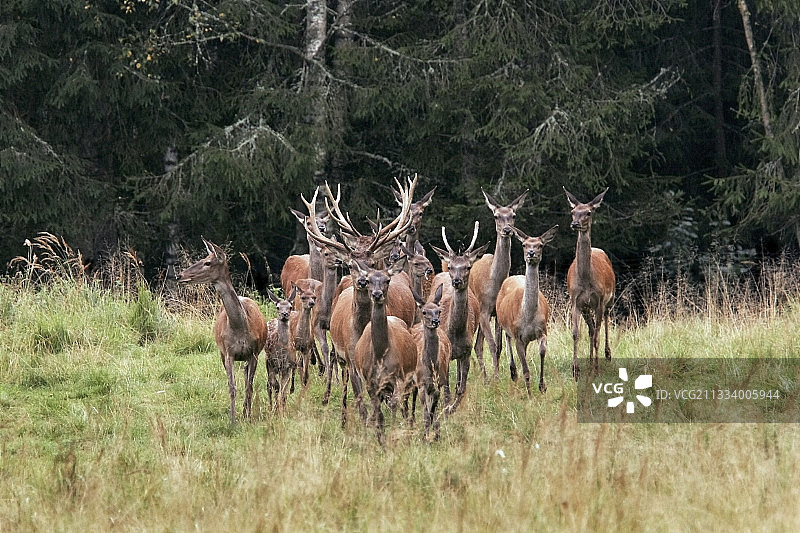 拉脱维亚空地上的一群红鹿图片素材