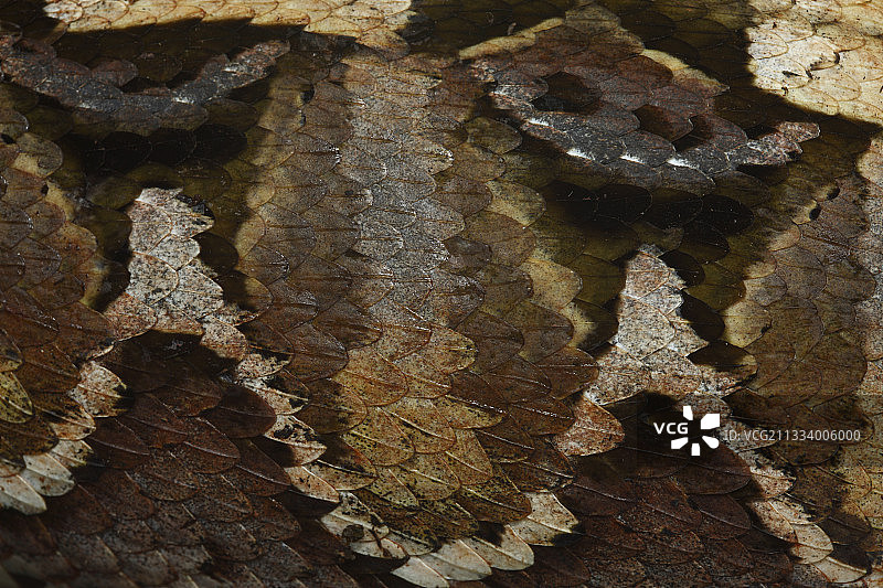 巴卡俾格米人社区的男性专属猎物图片素材