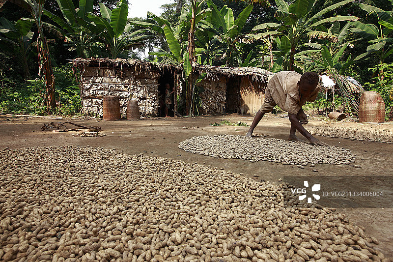 俾格米人定居并日益成为农民图片素材