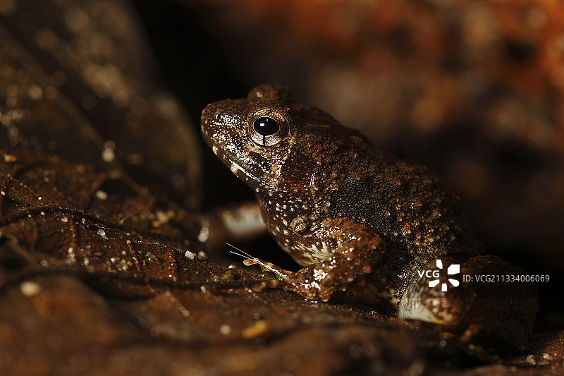 喀麦隆东南部的蟾蜍图片素材