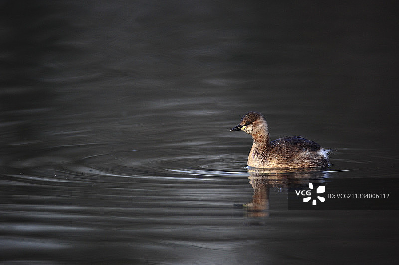 冬季水面上的小䴙䴘 - 法国阿尔萨斯图片素材