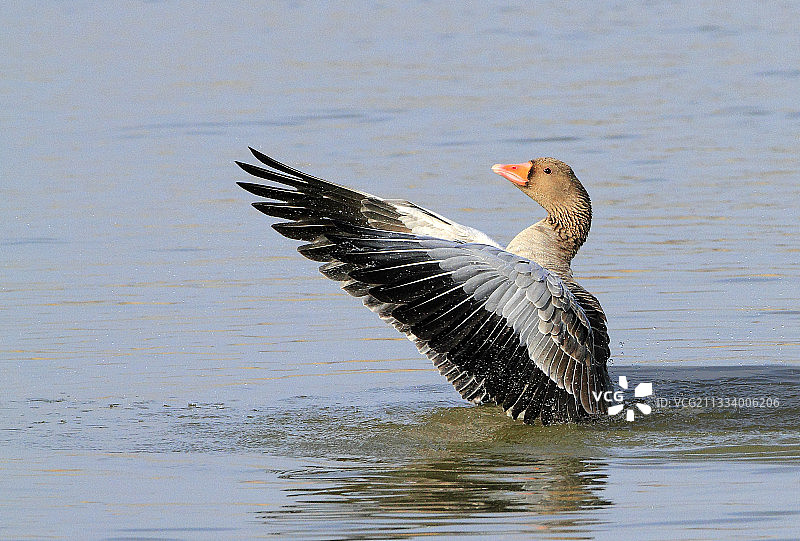 灰雁沐浴，西班牙阿iguamolls图片素材