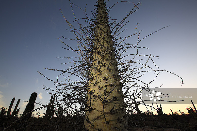 墨西哥维兹卡伊诺沙漠中的柱状树图片素材