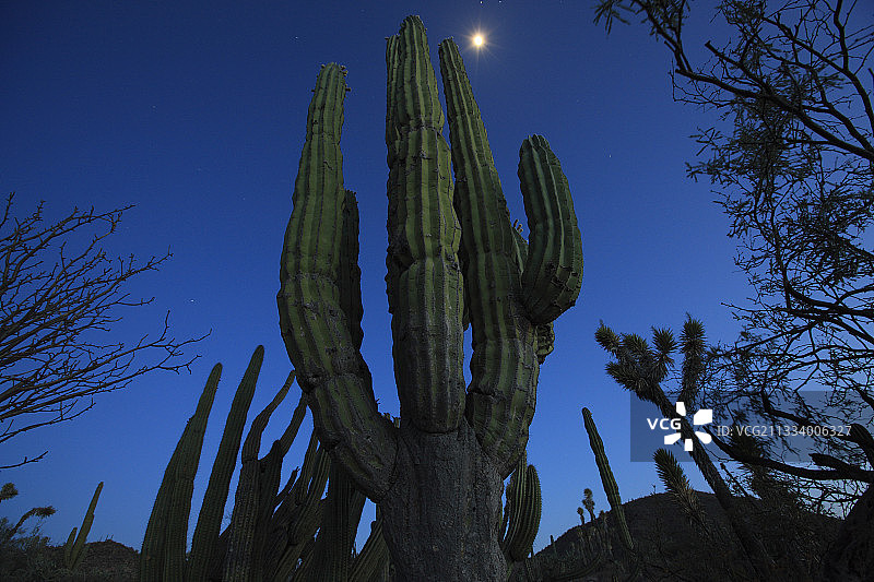 日落后的卡尔顿仙人掌，墨西哥图片素材