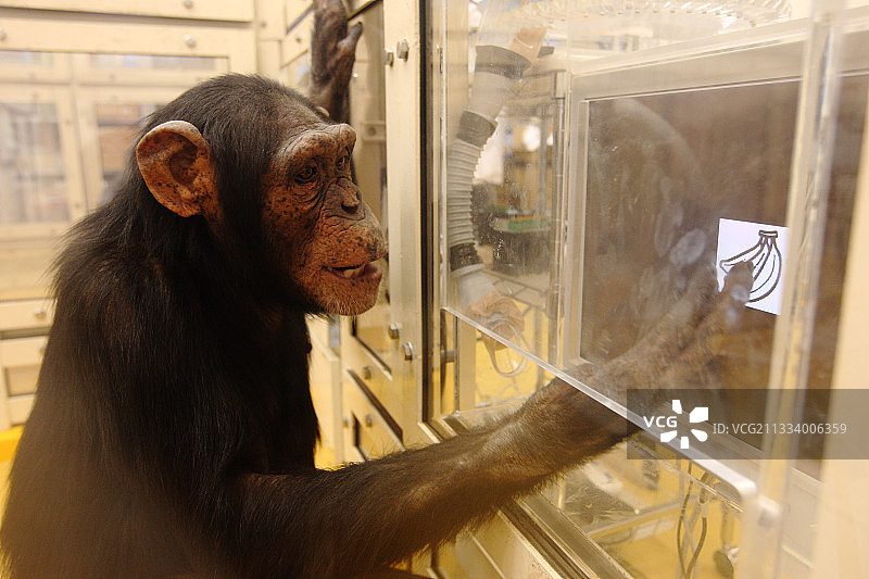 图片与实物配对练习：水果蔬菜图片素材