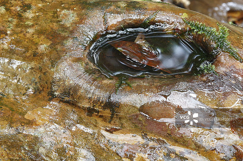 白谷云水峡：年平均降雨量为4500毫米，苔藓覆盖树木。岛屿80%为保护区，少数道路可以探索这座海拔1935米的岛屿图片素材