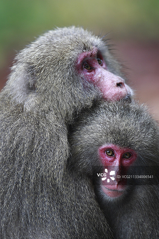 猕猴在海滩上的日常图片素材