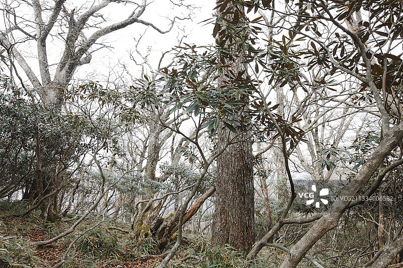 大台原町熊野古道朝圣路线上的山脉图片素材