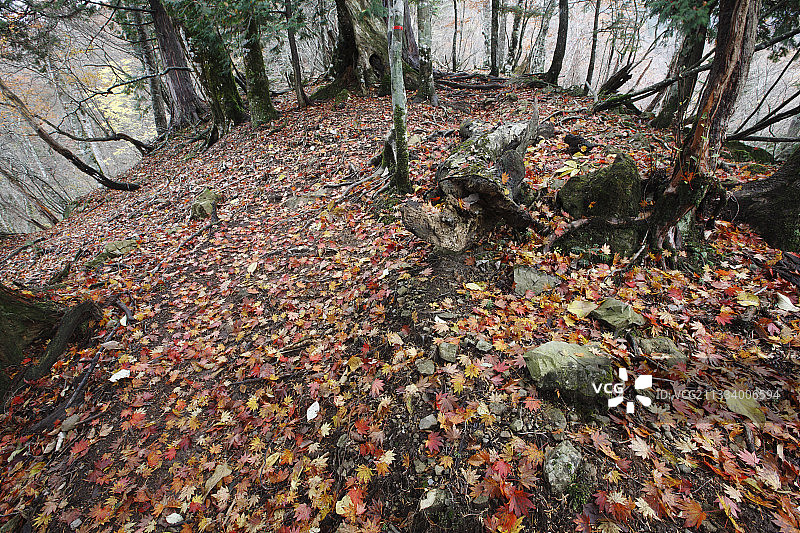日本吉野熊野国家公园地面的枫叶图片素材