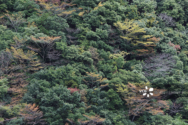 日本吉野熊野国家公园的秋色森林图片素材