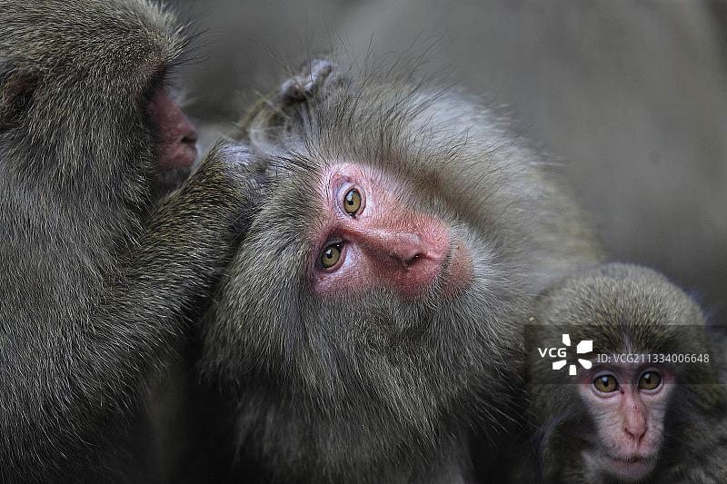 生活在海滩上的猕猴图片素材