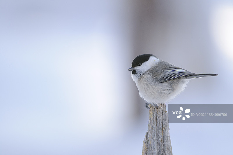 冬季芬兰的柳莺图片素材