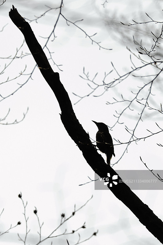 春天瑞士树枝上的啄木鸟轮廓图片素材