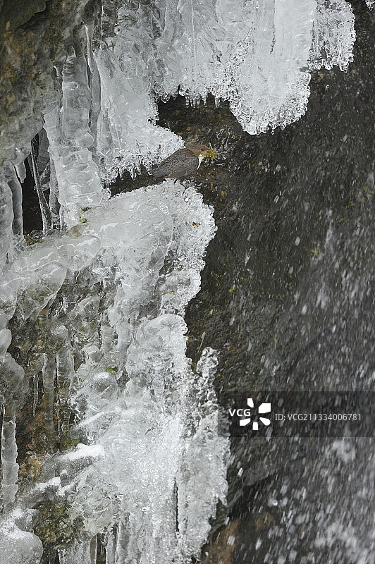 泡沫巢上的勺子，瑞士图片素材