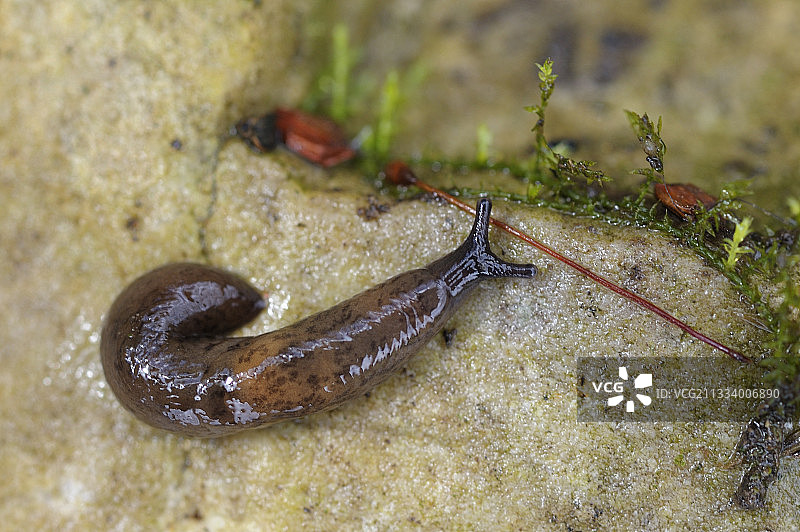 瑞士小溪边的蛞蝓图片素材