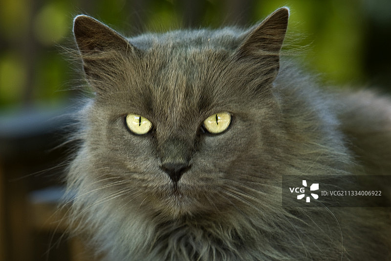 长毛黄眼灰色猫（法国）图片素材