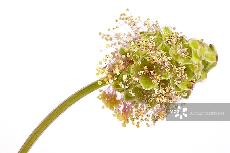 水果和沙拉用小叶烧图片素材