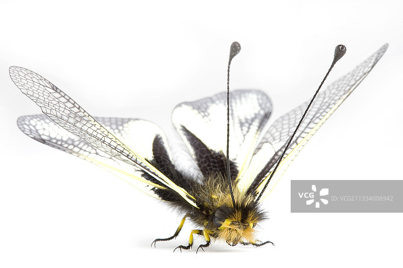 白色背景上的蜻蛉图片素材