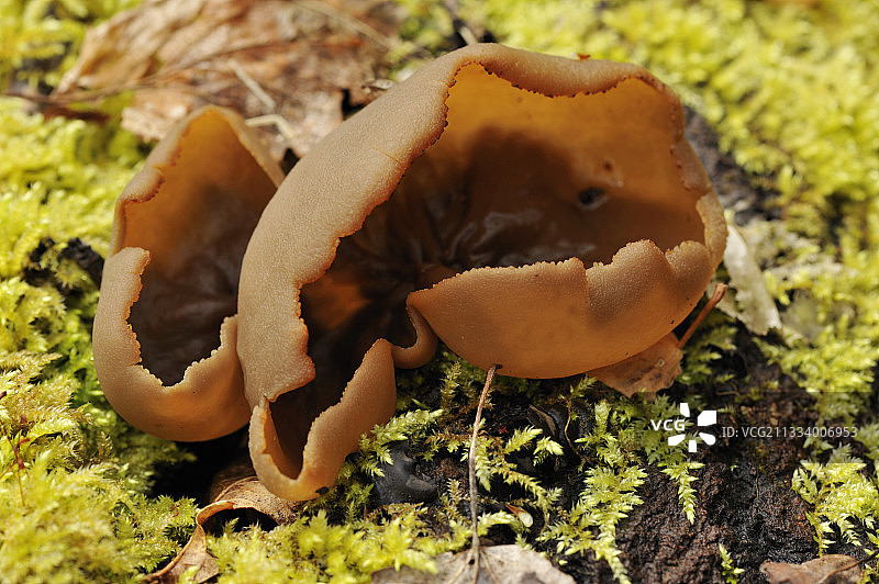 苔藓上的小鹿杯子图片素材