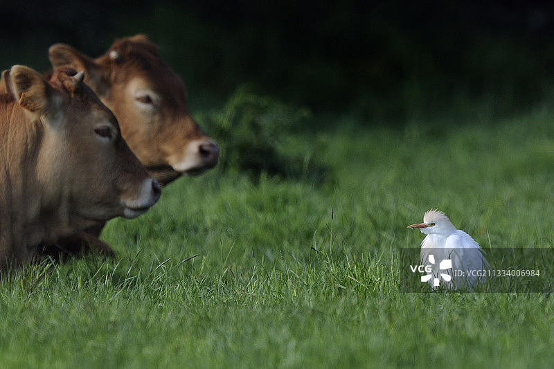牛背鹭与利穆赞牛图片素材