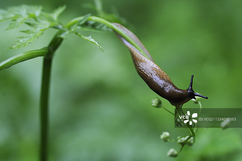 雨中杆子上的蛞蝓，法国孚日图片素材