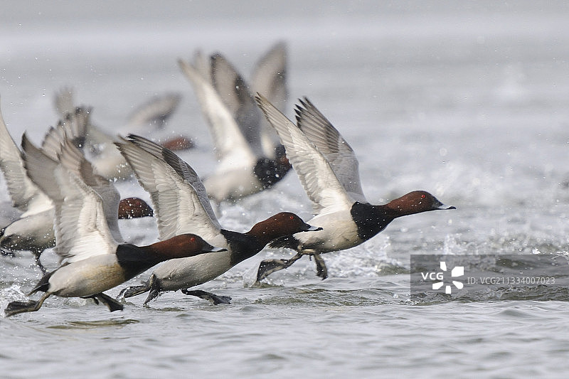 飞向法国香槟池塘的红头潜鸭图片素材