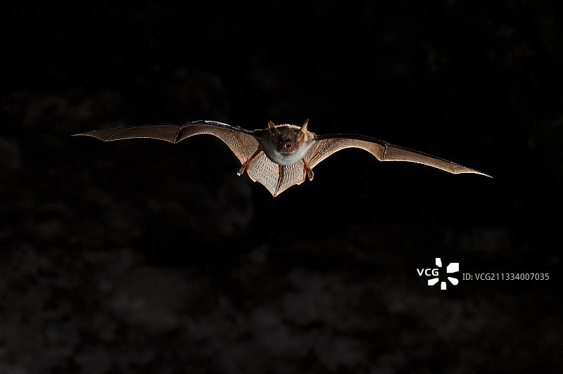 国际野生动物摄影节比赛：蝙蝠图片素材