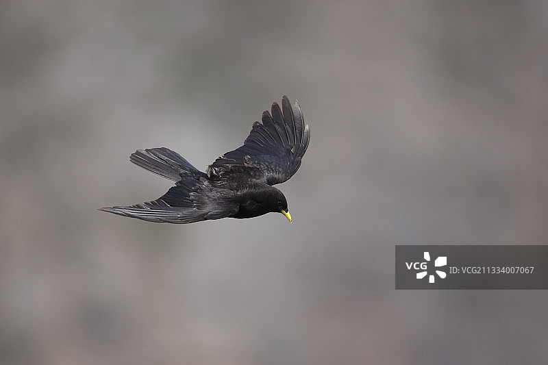 在西班牙欧洲山峰国家公园飞翔的黄嘴雪鹊图片素材
