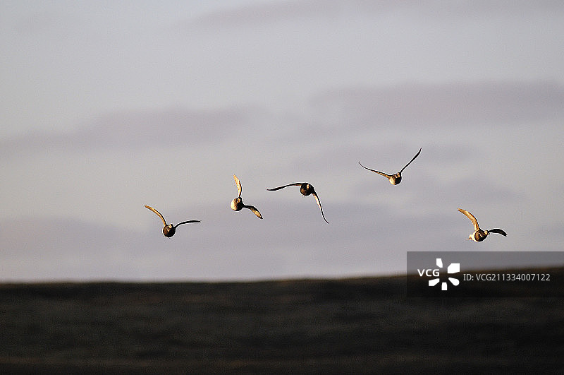 设德兰群岛春天飞行的长尾鸭图片素材