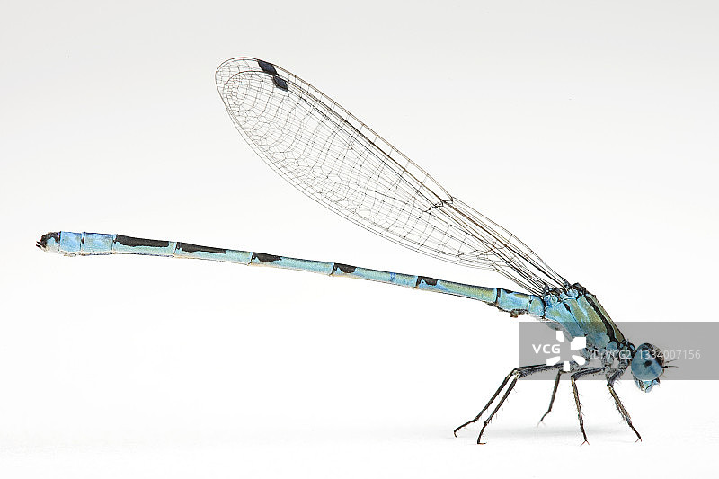 白色背景上的普通蓝蜻蜓图片素材