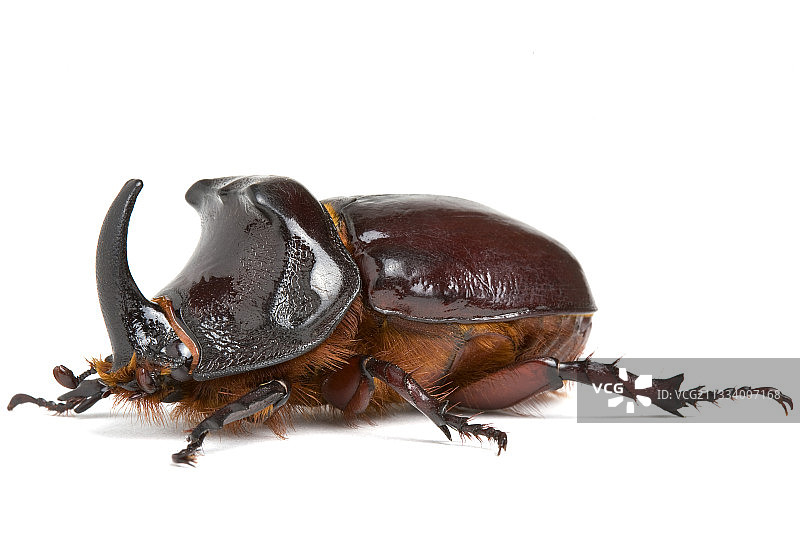 白色背景上的犀金龟棚拍图片素材