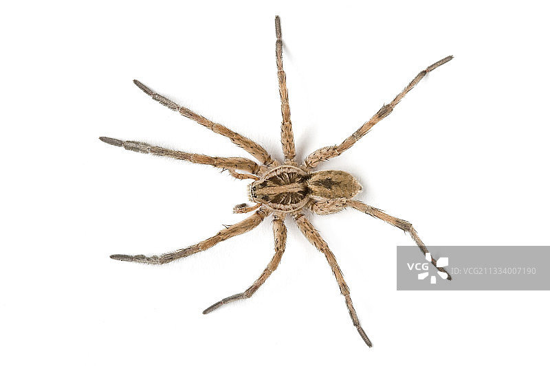 法国普罗旺斯标本图片素材