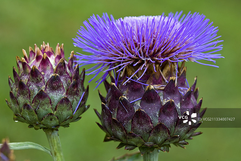 法国普罗旺斯夏季的菜蓟花图片素材