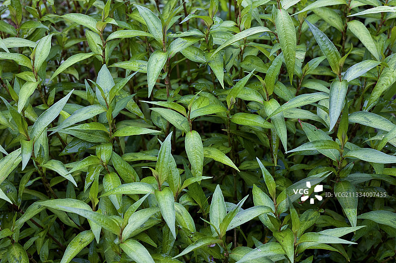 原产于越南的芳香蓼植物图片素材