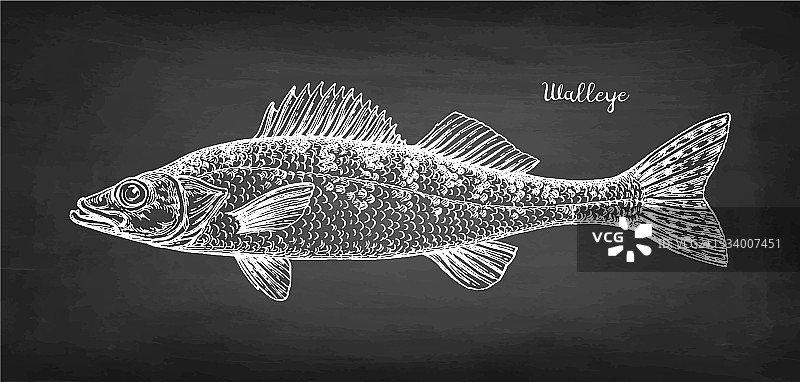 白斑鱼粉笔画图片素材