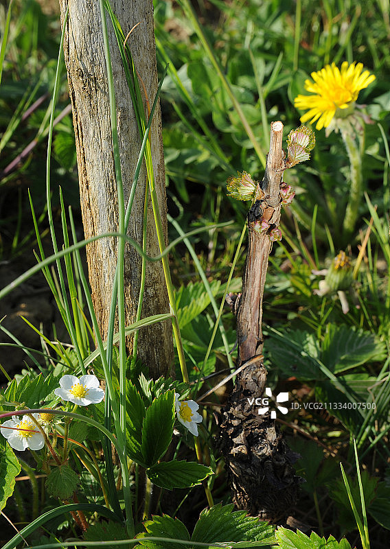 AOC 汝拉丘夏多丽图片素材
