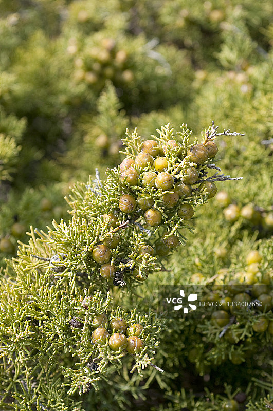 法国波克罗勒岛上的腓尼基圆柏图片素材