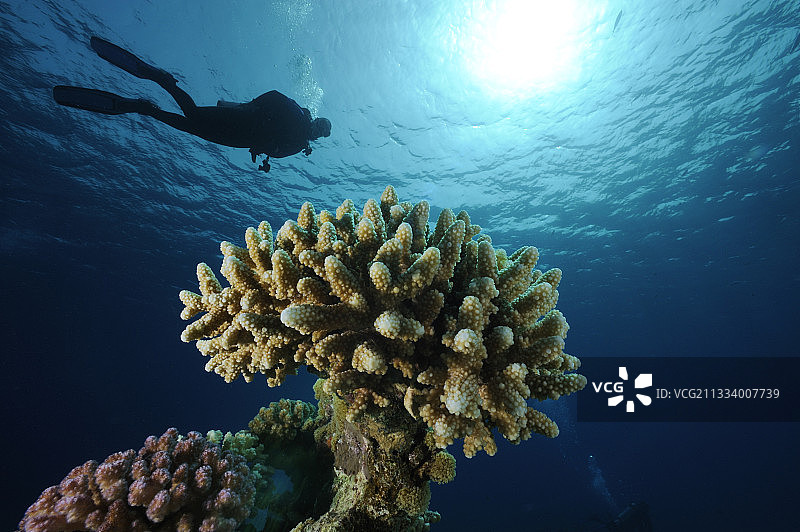 潜水员在红海观察到的角珊瑚图片素材