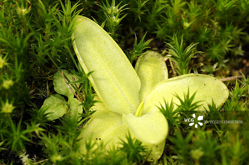 沼泽地毛茛苔图片素材