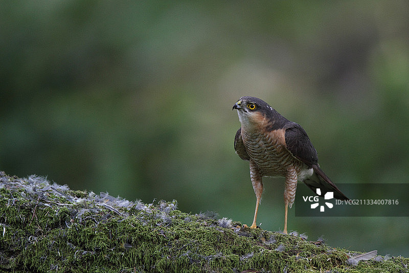捕食猎物的场所图片素材