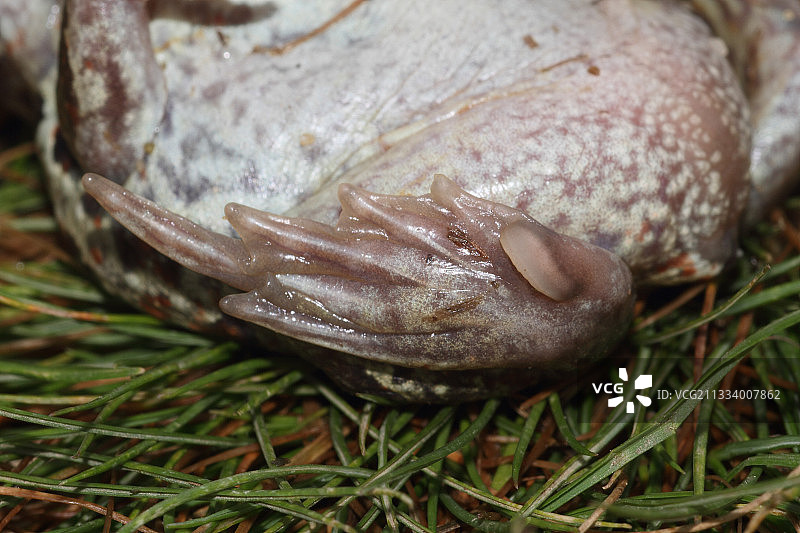 普通铲足蟾的结节图片素材