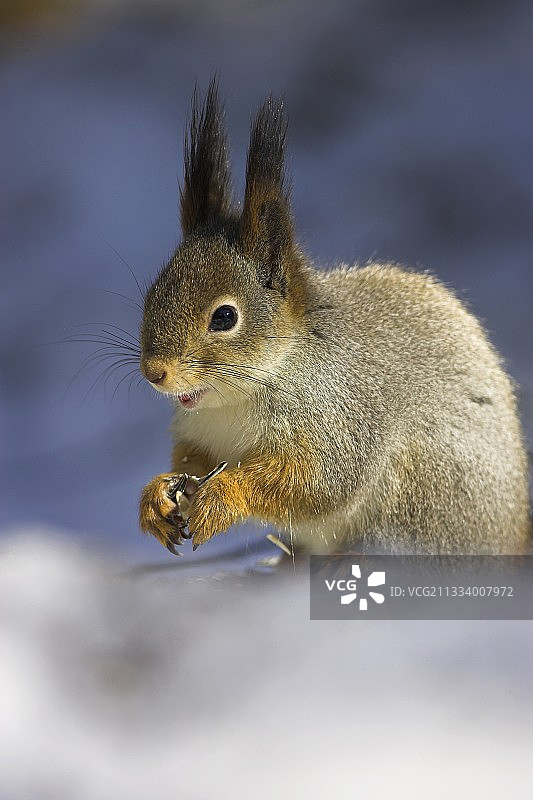 红松鼠在芬兰的喂食器上吃种子图片素材