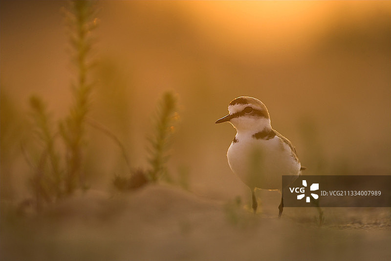 日落时分在法国海滩上的雄性环颈鸻图片素材